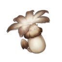Philanemo Mushroom