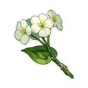 Flor chingxin