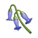 Violetgrass