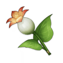 Lirio cala