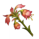 Flor funeraria
