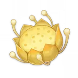 Loto nilotpala